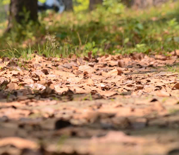 Professional Large Property Leaf Removal Services Harker Heights TX